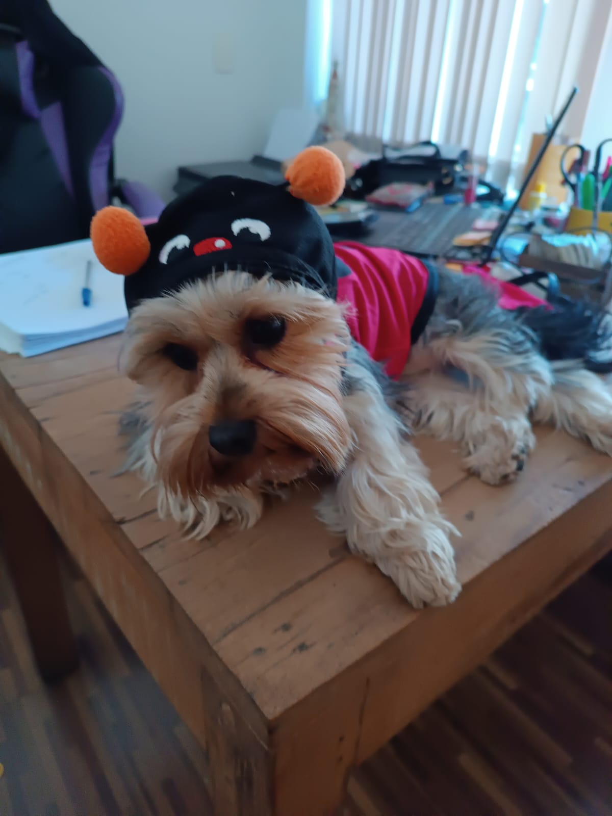 Traga seu amigo de quatro patas para o trabalho: empresas pet-friendly são a nova onda!