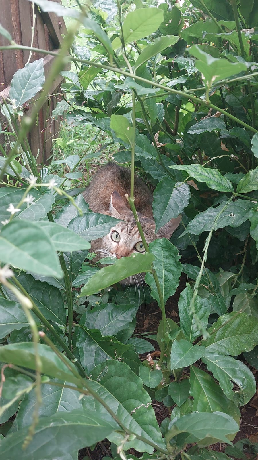 Os Surpreendentes Benefícios de Ter um Gato para Sua Saúde